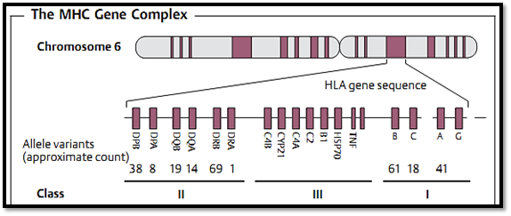Major Histocompatibility complex (MHC)